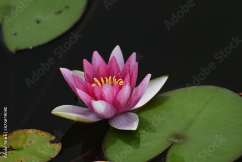 公園の赤い睡蓮