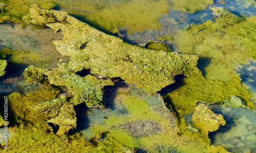 Single-celled green, diatom and blue-green algae in a salt puddle on the bank © Oleg Kovtun