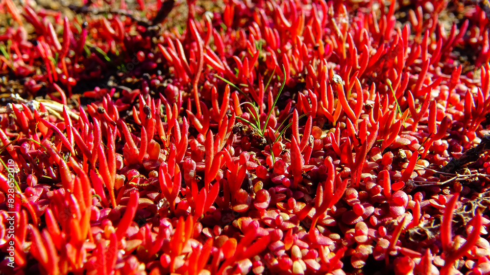 Сommon glasswort (Salicornia europaea), succulent plant with red pigment in autumn on the banks, Kuyalnik, Ukraine