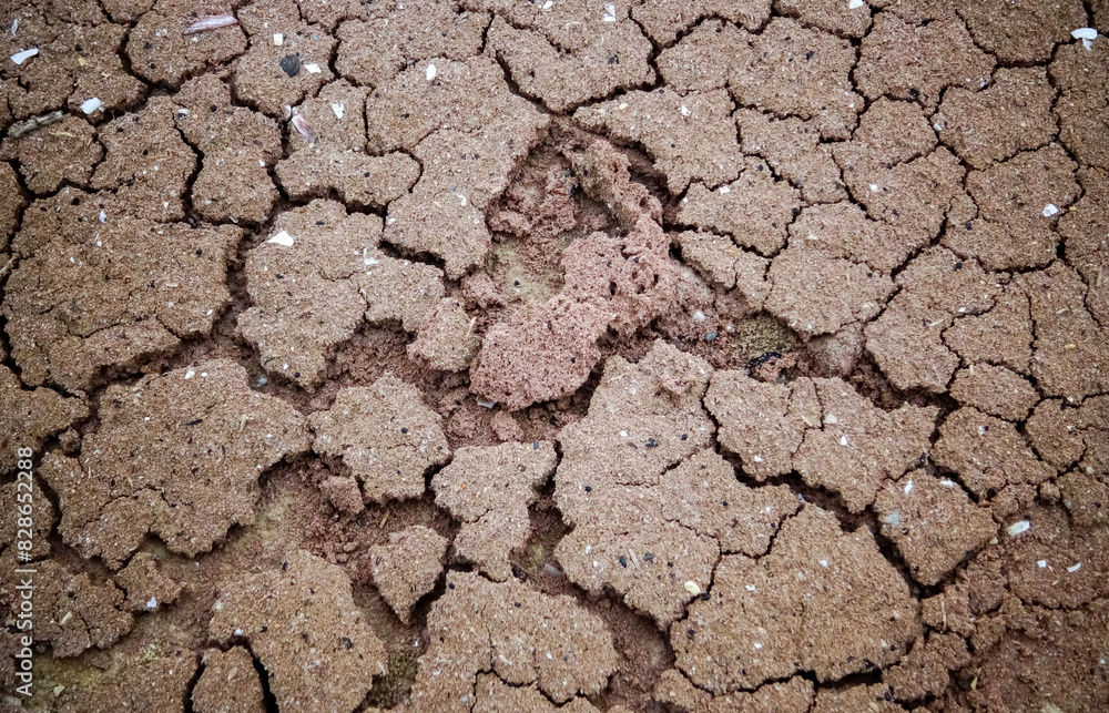 Fototapeta premium Eggs of the crustacean Artemia salina on the shore