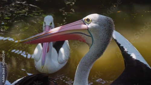 Australian pelicans on water close up photo