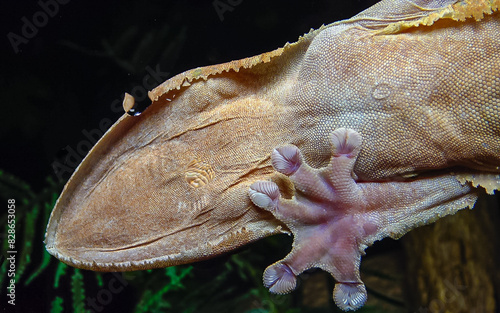 Henkel's leaf-tailed gecko (Uroplatus henkeli) photo