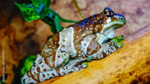 The Mission golden-eyed tree frog (Trachycephalus resinifictrix) photo