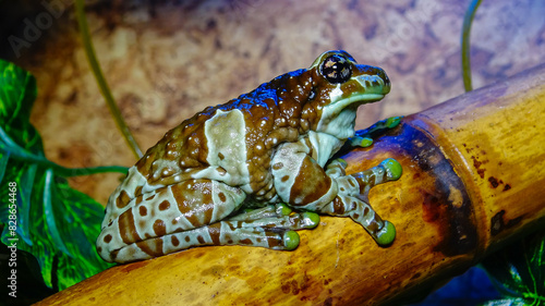 Vászonkép The Mission golden-eyed tree frog (Trachycephalus resinifictrix)