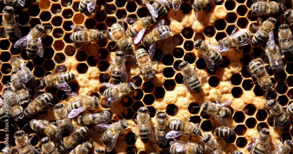 Bees climb the honeycombs. Work of bees in the hive. Production of honey in an apiary. Bees climb the honeycombs. Work of bees in the hive. Production of honey in an apiary.