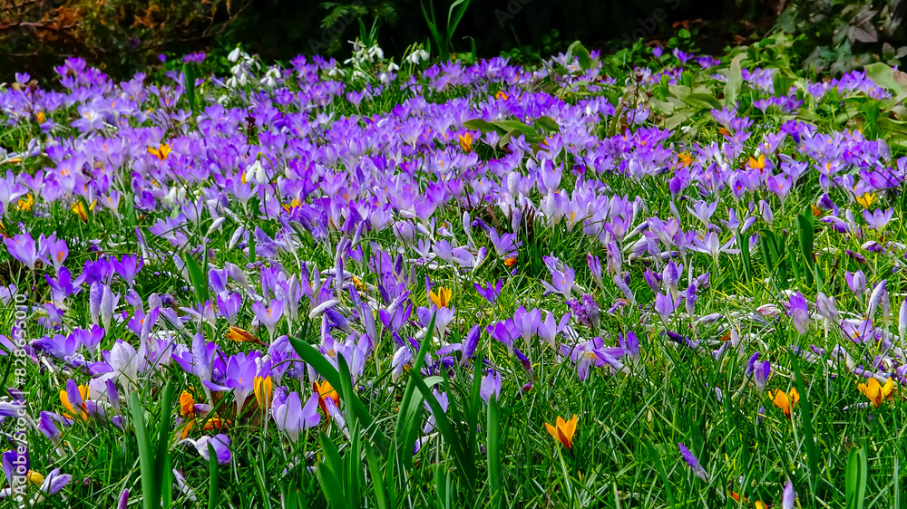 Garden crocuses bloom in spring in the botanical garden Garden crocuses bloom in spring in the botanical garden