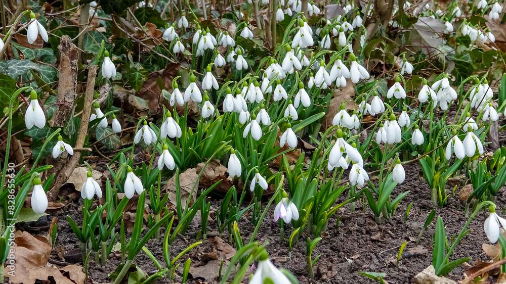 Galanthus elwesii (Elwes's, greater snowdrop) in the wild, Red Book Galanthus elwesii (Elwes's, greater snowdrop) in the wild, Red Book