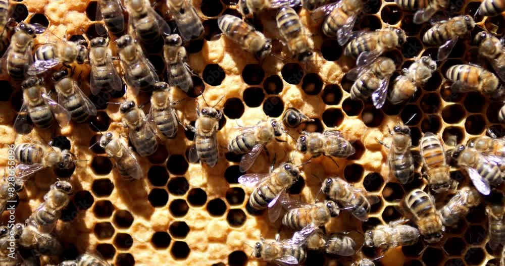 Bees climb the honeycombs. Work of bees in the hive. Production of honey in an apiary. Bees climb the honeycombs. Work of bees in the hive. Production of honey in an apiary.