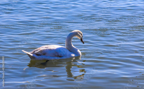 Mute swan near the Black Sea coast in winter  Ukraine