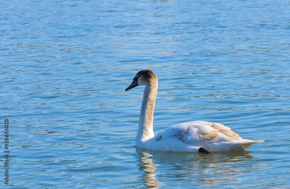 Mute swan near the Black Sea coast in winter, Ukraine Mute swan near the Black Sea coast in winter, Ukraine
