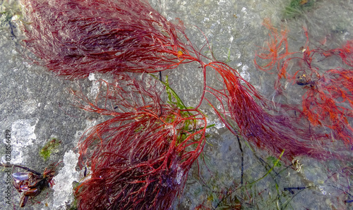 Red and green algae under the ice. Shore of the frozen Tiligul estuary photo