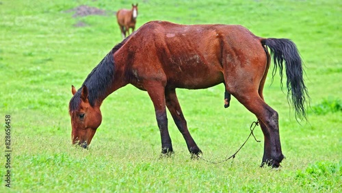 brown stallion with black mane is urinating green pasture at drizzling spring day, side view.