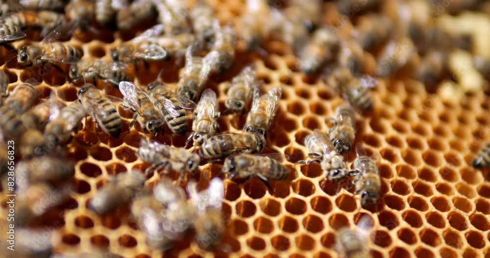 Bees climb the honeycombs. Work of bees in the hive. Production of honey in an apiary. Bees climb the honeycombs. Work of bees in the hive. Production of honey in an apiary.