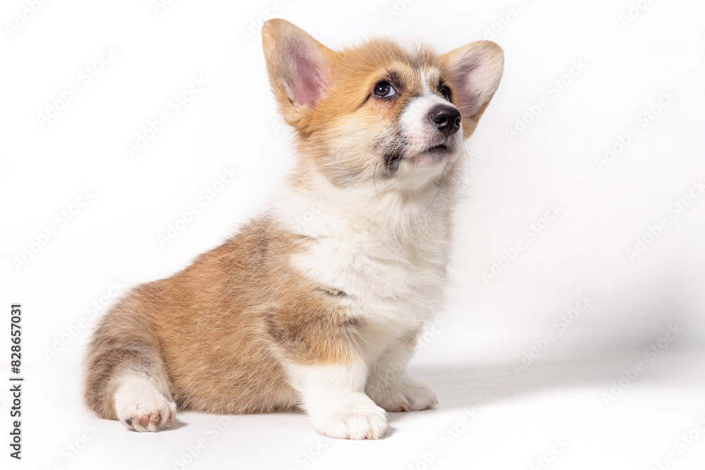 A thoughtful Pembroke Welsh Corgi puppy sits on a white background and looks up attentively. A thoughtful Pembroke Welsh Corgi puppy sits on a white background and looks up attentively.