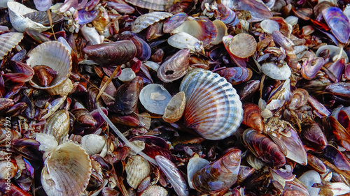 Shells of marine bivalve mollusks in storm discharges - Monodacna sp., Cerastoderma sp., Mytilaster  lineatus photo