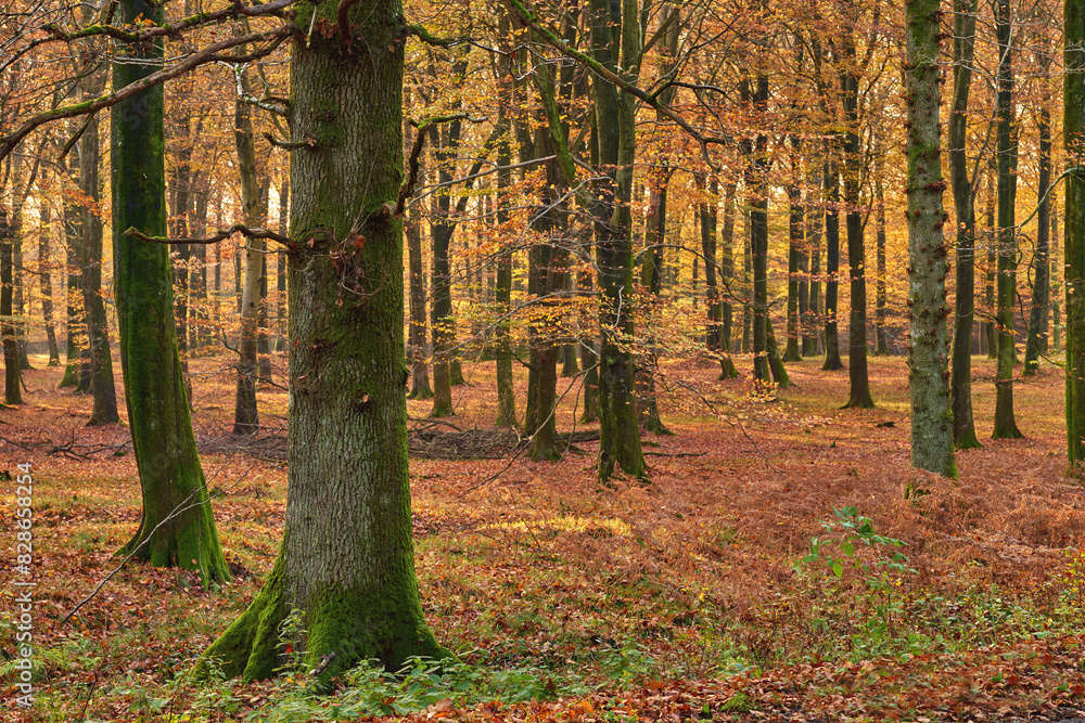 Trees, forest and countryside with nature, adventure and ecology with sustainability, earth day and leaves. Empty, branch and bark with leafs, plants and eco friendly with woods, outdoor and journey Trees, forest and countryside with nature, adventure and ecology with sustainability, earth day and leaves. Empty, branch and bark with leafs, plants and eco friendly with woods, outdoor and journey