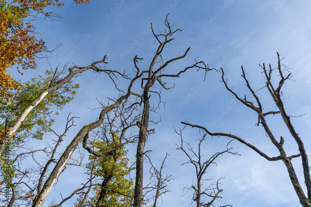 Observing a tree standing tall under a beautiful clear blue sky Observing a tree standing tall under a beautiful clear blue sky