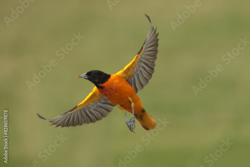 Baltimore Orioles male and females, bird, nature, animal, wildlife, beak, black, red, feather, grass, wild, eye, white, feathers, wings, mating, Baltimore Orioles, taking off and flying, flapping, 