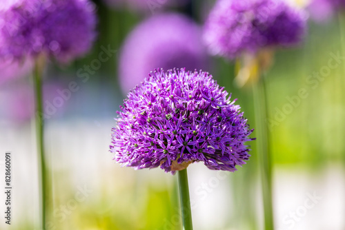 Photography Allium flower bloom, isolated against blurred purple green background