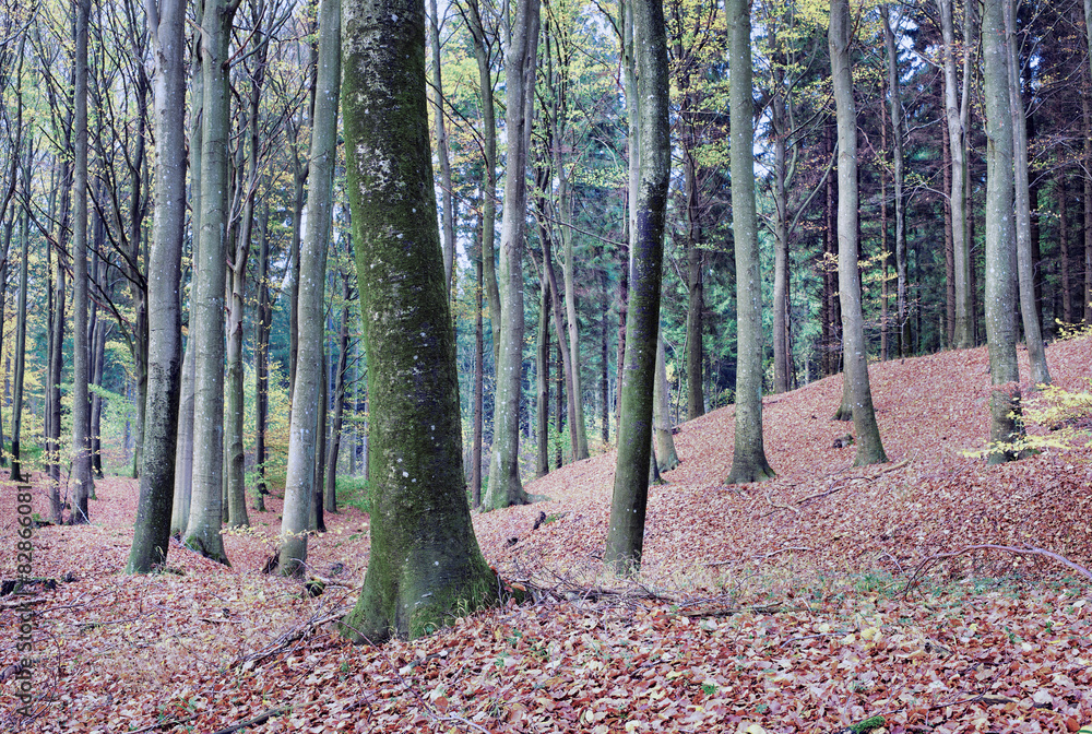 Trees, woods and countryside with nature, environment and ecology with sustainability, earth and leaves. Empty, branch and bark with leafs, plants or landscape with adventure, forest and eco friendly Trees, woods and countryside with nature, environment and ecology with sustainability, earth and leaves. Empty, branch and bark with leafs, plants or landscape with adventure, forest and eco friendly