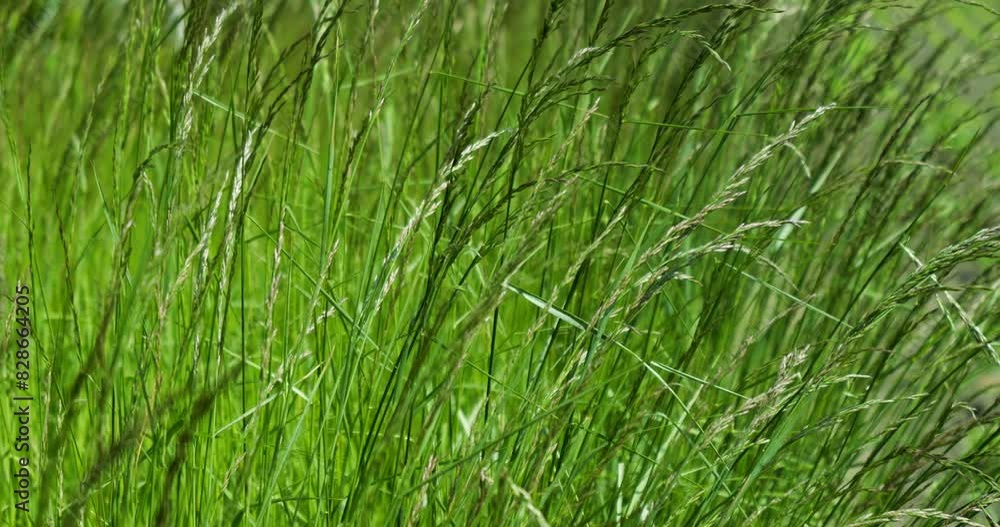 Long shoots of grass on a green meadow sway in the wind. Long shoots of grass on a green meadow sway in the wind.