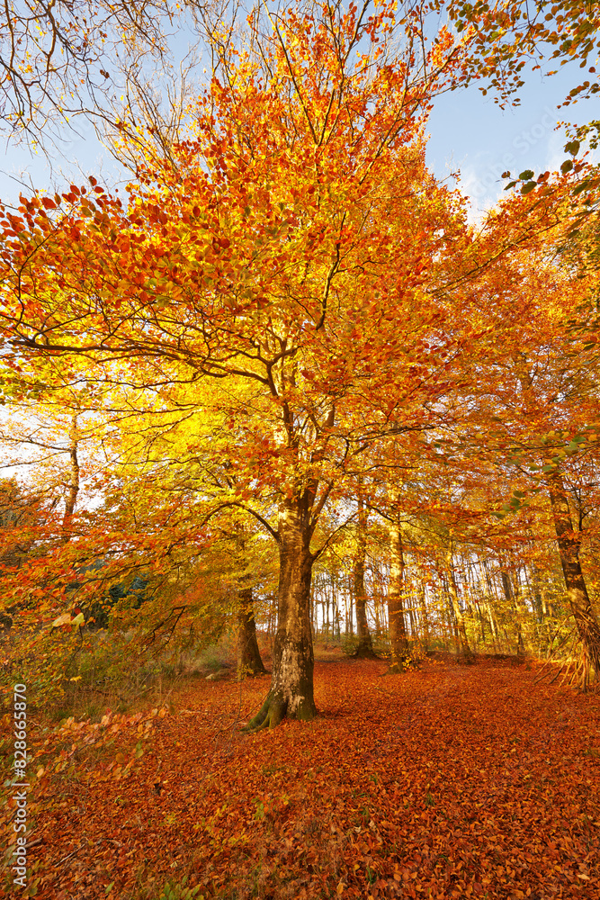 Fototapeta premium Maple, tree and forest in autumn with woods in season and travel in countryside park. Hiking, trekking and adventure on trail in nature of fall with color on leaves or landscape of environment