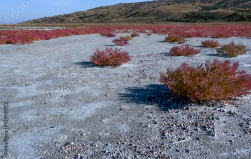 Сommon glasswort (Salicornia europaea), succulent plant with red pigment photo