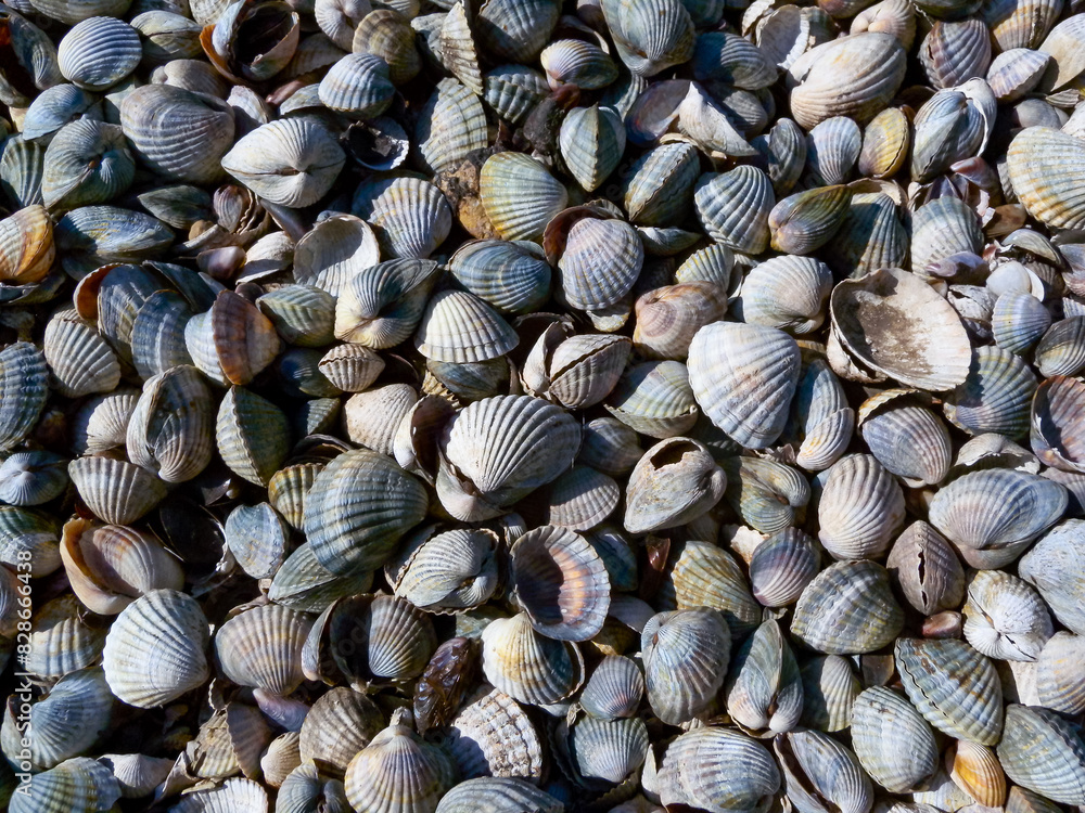 Dry bottom of a reservoir covered with a layer of shells of bivalve mollusks Cerastoderma and Mytilus Dry bottom of a reservoir covered with a layer of shells of bivalve mollusks Cerastoderma and Mytilus