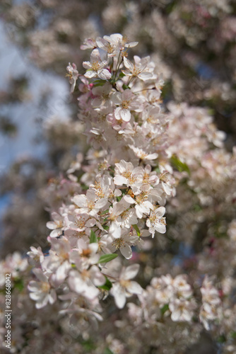 a branch full of apple blossoms in focus, portrait format © JorKel