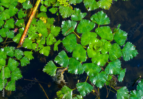 Water caltrop (Trapa natans), floating aquatic plant with edible nuts