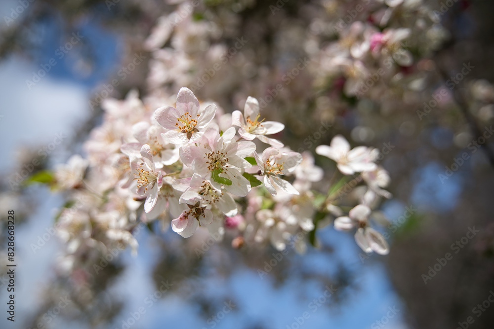 apple blossoms on a branch with a blue sky in the background apple blossoms on a branch with a blue sky in the background