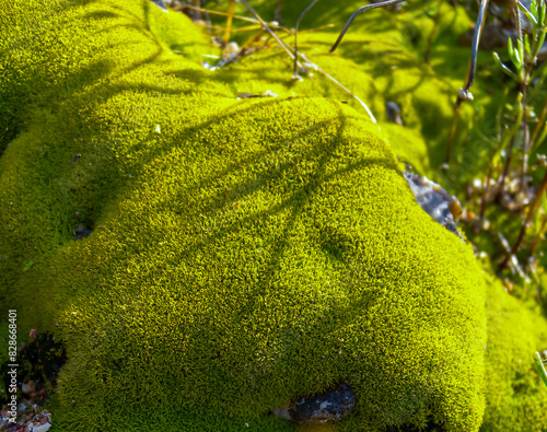 Green moss on a wet rocky slope on Snake (Zmeinyi) Island, Ukraine photo