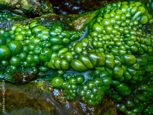 Bubbling freshwater green filamentous algae in rainwater running down rocks on Snake Island photo