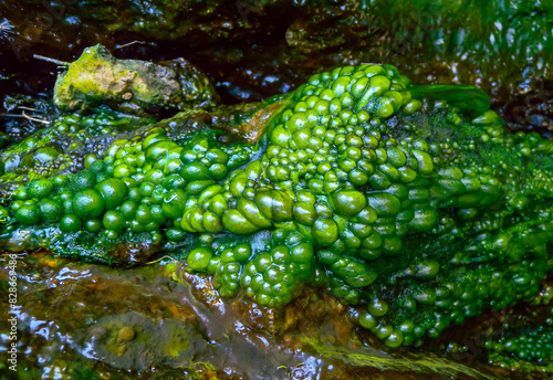 Bubbling freshwater green filamentous algae in rainwater running down rocks on Snake Island photo