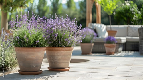 Aromatic Lavender Plants on a Sunlit Patio: A Fragrant Summer Delight
