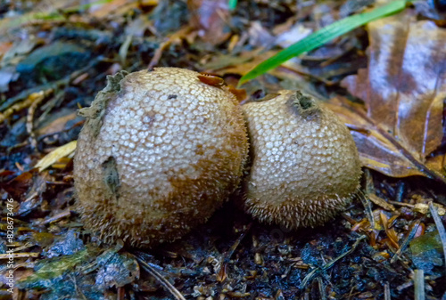 (Lycoperdon echinatum), round brown mushroom in the forest near the city of Yaremche, Ivano-Frankivsk region, Ukraine photo