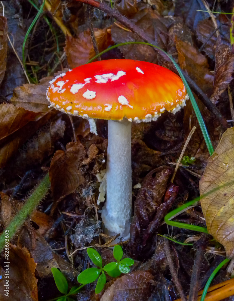 (Amanita muscaria), poisonous forest mushroom with red cap with white dots in the forest (Amanita muscaria), poisonous forest mushroom with red cap with white dots in the forest