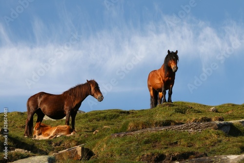 Le Pottock - Chevaux Basques