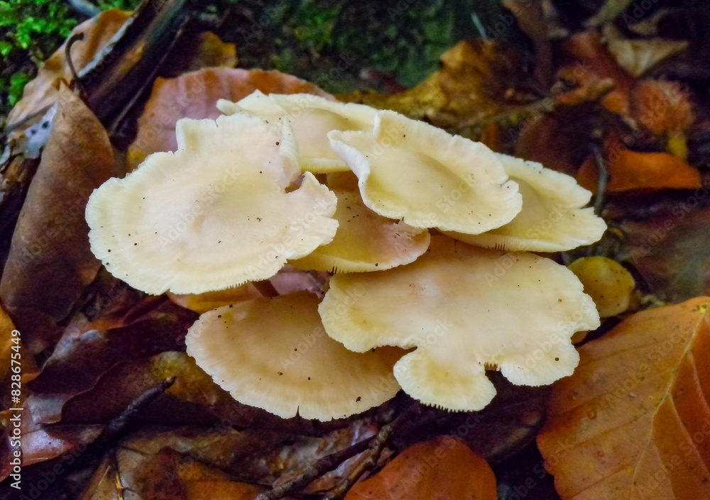 (Mycena sp.), Inedible tubular mushroom with a light brown cap in the forest in the Ivano-Frankivsk region (Mycena sp.), Inedible tubular mushroom with a light brown cap in the forest in the Ivano-Frankivsk region