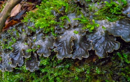Peltigera polydactyla is a foliose lichen that grows in moss-rich soils in the forest in the Ivano-Frankivsk region photo