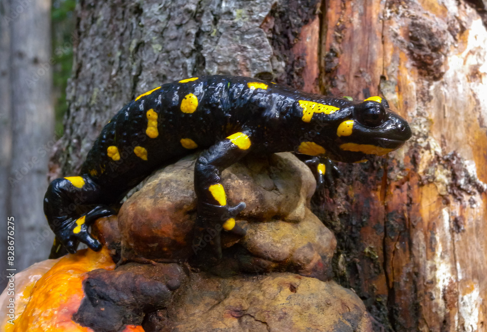 Fototapeta premium The fire salamander (Salamandra salamandra) in the forest near the city of Yaremche, Ivano-Frankivsk region, Ukraine
