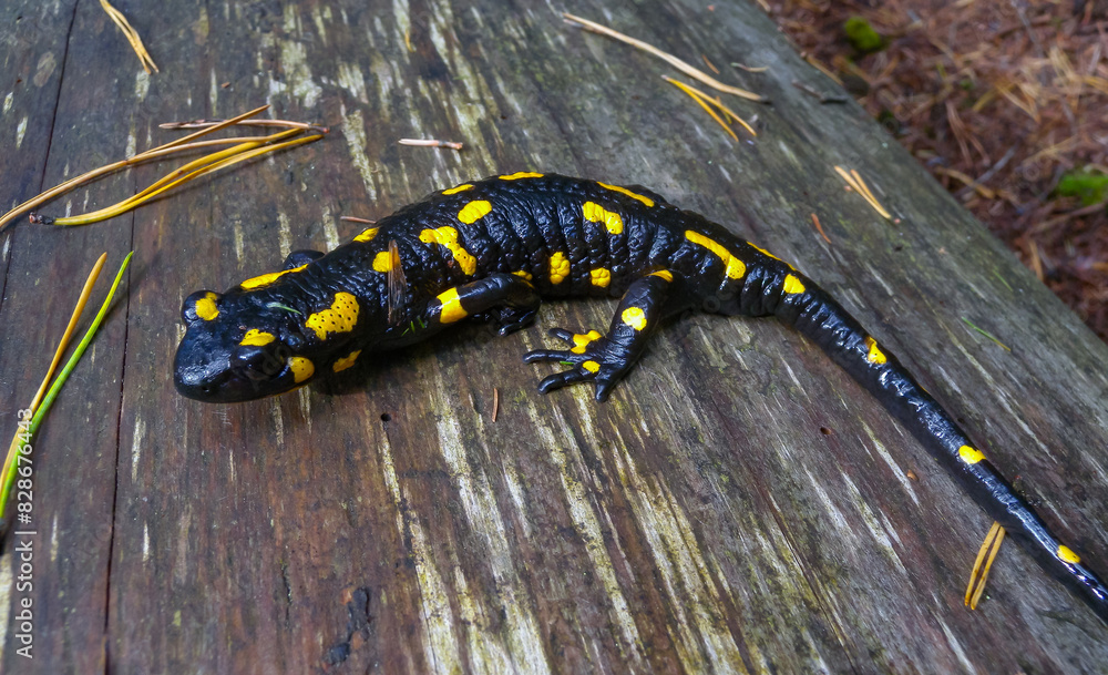 The fire salamander (Salamandra salamandra) in the forest near the city of Yaremche, Ivano-Frankivsk region, Ukraine The fire salamander (Salamandra salamandra) in the forest near the city of Yaremche, Ivano-Frankivsk region, Ukraine