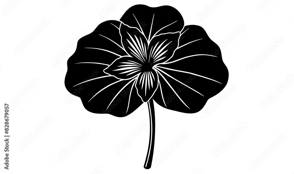  nasturtium flower vector silhouette illustration 