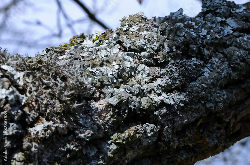 Lichens on tree branches in a valley near the ancient volcano Karadag photo