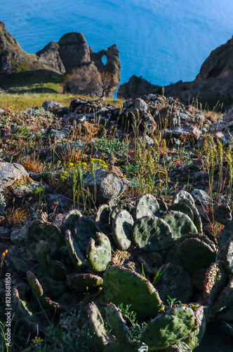 Kara-dag, prickly pear cacti on the slopes of the mountains photo