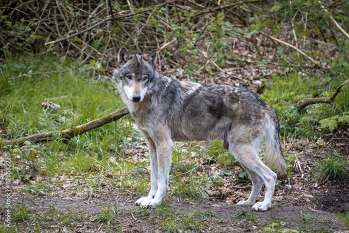 Grey wolf (Canis lupus) close up. Wolf in the dark forest. Wolf during the day. Rare predators have a rest in the forest. European nature during summer. photo