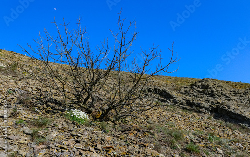 Mountain landscape, wild vegetation on the crumbling slopes of the mountains of the ancient volcano Karadag photo