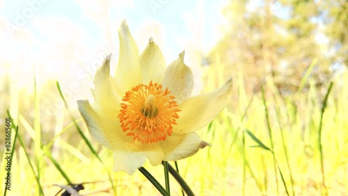 Spring yellow flowers of cutleaf anemone (Pulsatilla patens) close up. Natural background photo