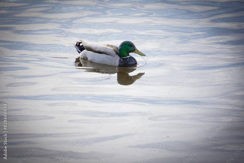 Obraz premium Male mallard duck is swimming in lake