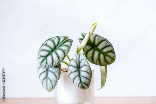 Alocasia Silver Dragon unfurls new young leaf.Leafy indoor plants on light background.Propagation and care of indoor plants.Hobby. Selective focus. .